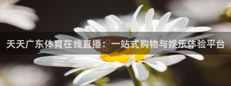 黑白体育直播观看